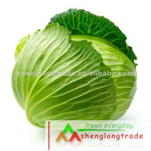 2012 New Chinese Fresh Cabbage